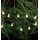 Markslöjd 702991 - LED Jõuluteemaline valguskett NALLE 10xLED/3xAA 1,7m soe valge