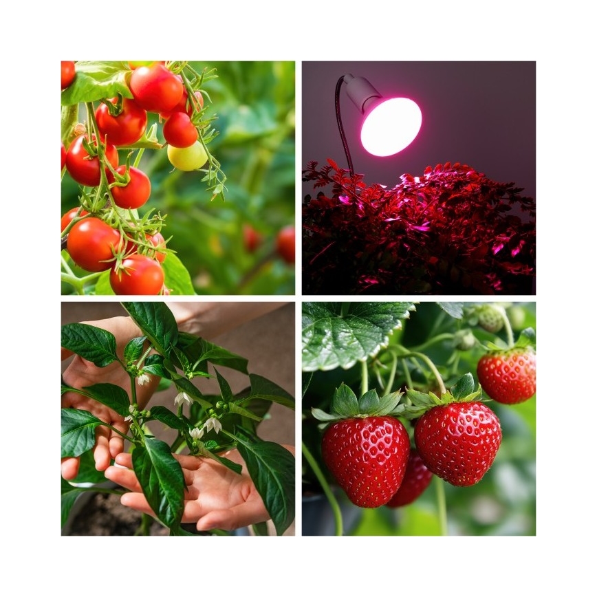 Painduv lauavalgusti taimekasvatusklambriga PLANTY 1xE27/30W/230V valge