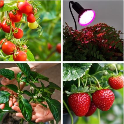 Paindlik lauavalgusti taimekasvatusse klambriga PLANTY 1xE27/30W/230V must