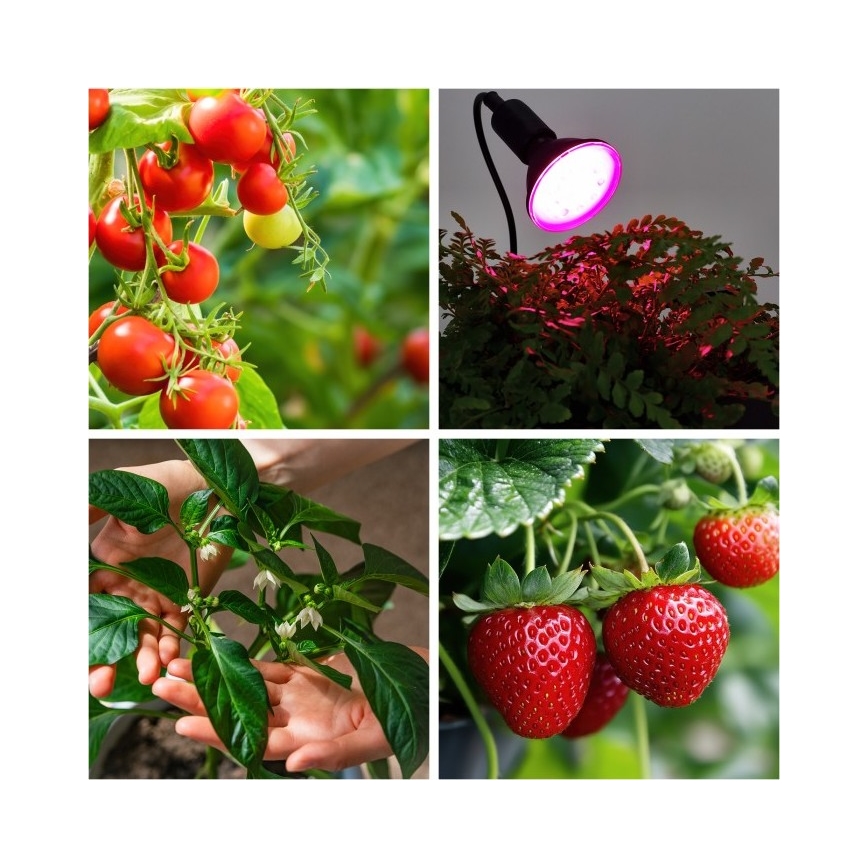 Paindlik lauavalgusti taimekasvatusse klambriga PLANTY 1xE27/30W/230V must