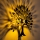 Seinavalgusti HEART TREE 1xE27/40W/230V, must